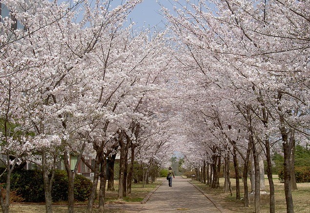 cherry-blossom 2