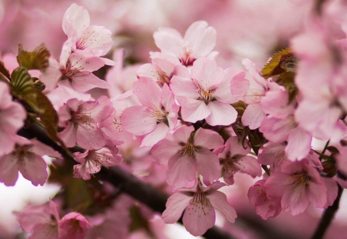 La Corea e i fiori di ciliegio (벚꽃) tra storia e leggenda